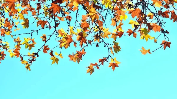 Feuilles Érable Automne Colorées Sur Fond Bleu Ciel Automne Doré — Photo