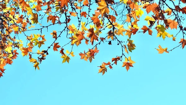 Barevné Podzimní Javorové Listy Pozadí Modré Oblohy Zlatý Podzim Abstraktní — Stock fotografie