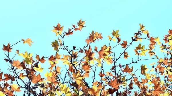 Bunte Herbst Ahornblätter Auf Blauem Himmel Hintergrund Goldener Herbst Abstrakte — Stockfoto