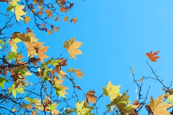 Цветные Кленовые Листья Голубом Фоне Неба Осенняя Сказка Абстрактная Красивая — стоковое фото