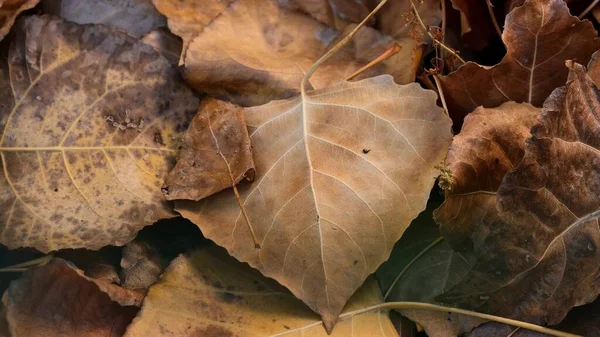 カラフルな秋の組成 11月に地面を覆うオレンジ 茶色の葉 美術写真 — ストック写真