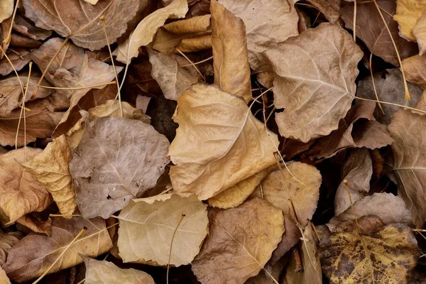 Yellow Brown Orange Poplar Leaves Ground Abstract Photography Art Photography — Stock Photo, Image