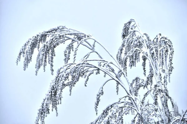 冬時間だ 雪に覆われた木の枝 — ストック写真