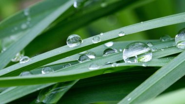 Yeşil çimen yapraklarının üzerine bahar yağmuru damlaları, yakın plan. Soyut arkaplan. Bahar arkaplanı.