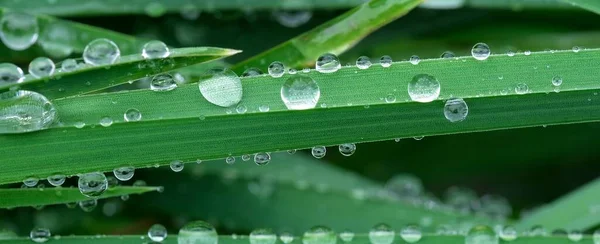 Gocce Pioggia Primaverile Sulle Foglie Erba Verde Primo Piano Sfondo — Foto Stock
