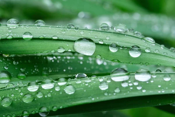 Gocce Pioggia Primaverile Sulle Foglie Erba Verde Primo Piano Sfondo — Foto Stock