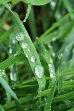 Yağmur damlalarıyla kaplı yeşil bahar çimenleri. Bahar arka planı. Yeşil bileşim.