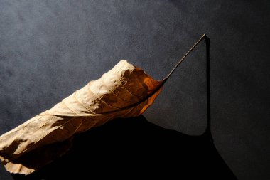 Koyu arkaplanda sonbahar kahverengi yaprağının soyut kompozisyonu. Doğa geçmişi. Sanat bileşimi.