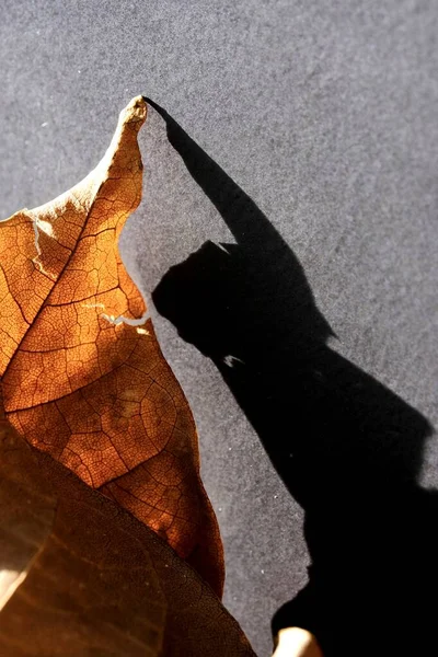 Úlomek Barevného Podzimního Listu Pozadí Jeho Stínu Abstraktní Složení Fotografie — Stock fotografie