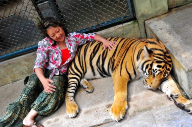 31 Ağustos 2012 - Chiang Mai, Tayland: Uyuyan genç kaplanlarla çevrili Asyalı bayan turist.