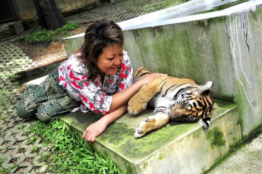 31 Ağustos 2012 - Chiang Mai, Tayland: Uyuyan genç kaplanlarla çevrili Asyalı bayan turist.