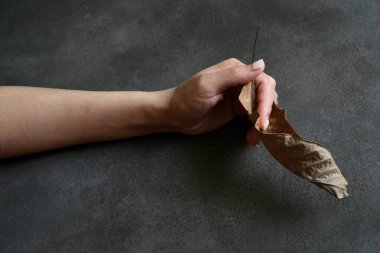 Kol. Bir kadının elinde sonbahar yaprağı. Sonbahar konsepti.