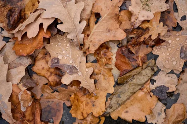 Podzimní Skladba Podzimní Listí Zblízka Leží Zemi Abstraktní Složení — Stock fotografie