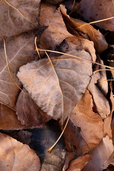 Sonbahar Kompozisyonu Sonbahar Yaprakları Yere Yakın Duruyor Soyut Kompozisyon — Stok fotoğraf