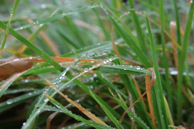 Sonbahar çimenleri, Kasım yağmuru damlalarıyla kaplıdır. Sonbahar havası.