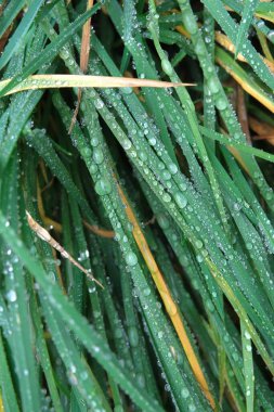 Sonbahar çimenleri, Kasım yağmuru damlalarıyla kaplıdır. Sonbahar havası.