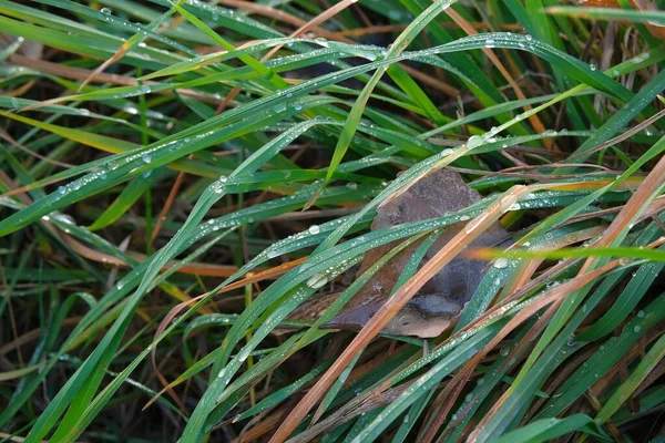 Herbstliches Gras Bedeckt Mit Novemberregen Herbststimmung — Stockfoto