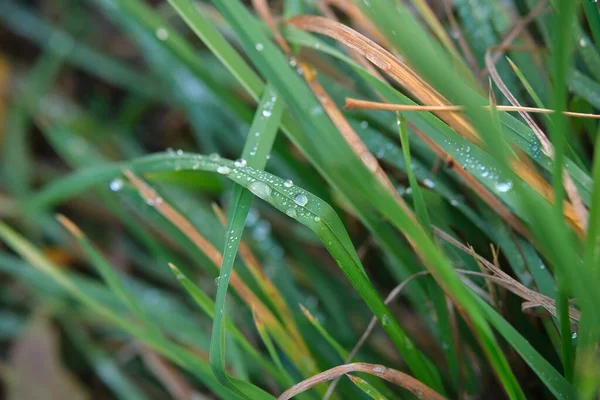 秋天的草地上撒满了十一月的雨滴 秋天的心情 — 图库照片