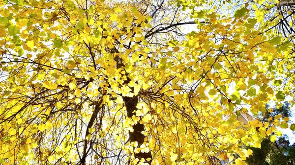 黄金の秋 黄色の葉で覆われた秋の木 秋の背景 — ストック写真