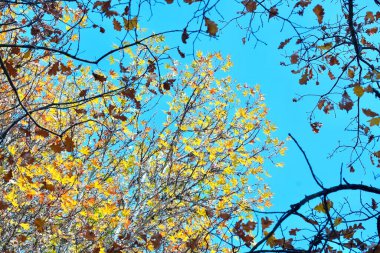 Sonbahar Akçaağaç mavi gökyüzü arka planında ayrılıyor. Sonbahar zamanı.