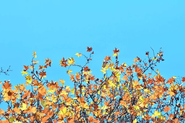 Herbstliche Ahornblätter Vor Blauem Himmel Herbstzeit — Stockfoto