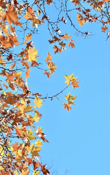 Feuilles Érable Automne Sur Fond Bleu Ciel Heure Automne — Photo