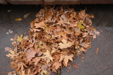 Kaldırımda kuru sonbahar yaprakları. Sonbahar zamanı.