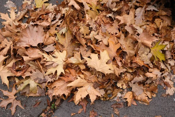 Dry Autumn Leaves Sidewalk Autumn Time — Stock Photo, Image