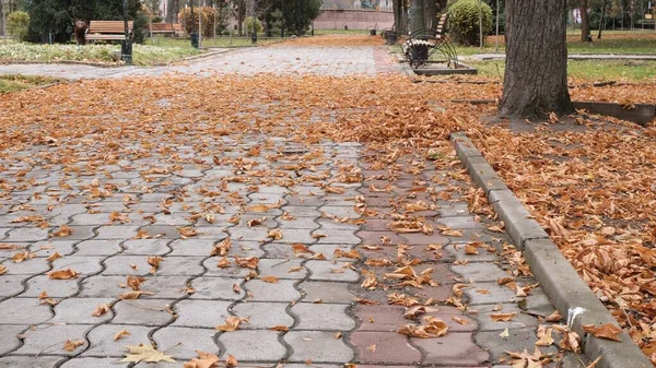 Сухие Осенние Листья Тротуаре Осеннее Время — стоковое фото