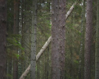 Ormandaki diğer ağaçlara yaslanan bir ağaç.