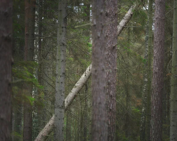 Arbre Appuyé Contre Autres Arbres Dans Forêt — Photo