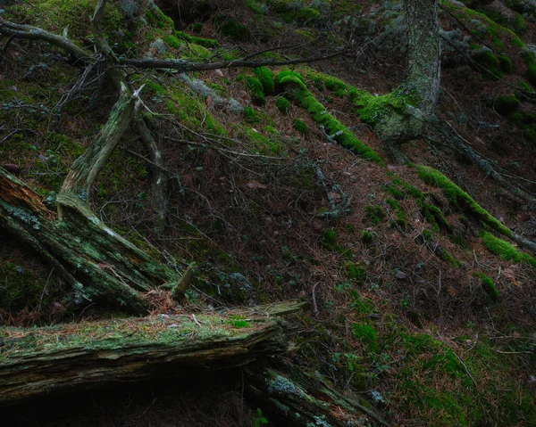 森の中で死んだ木や生きた木の後の形 — ストック写真