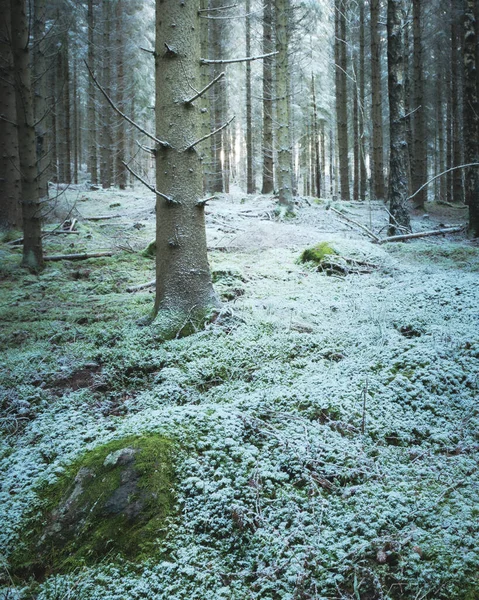 Snö Och Mossa Marken Inne Skogen Med Träd Bakgrunden — Stockfoto