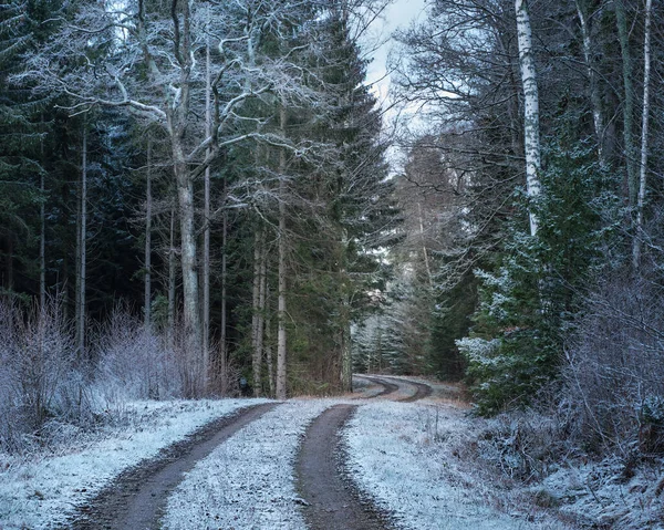 Estrada Florestal Através Floresta Com Neve Nas Árvores Chão — Fotografia de Stock