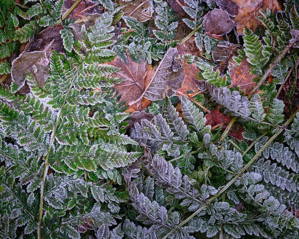 Frostige Farne Und Braune Blätter Liegen Auf Dem Boden Fotografiert — Stockfoto