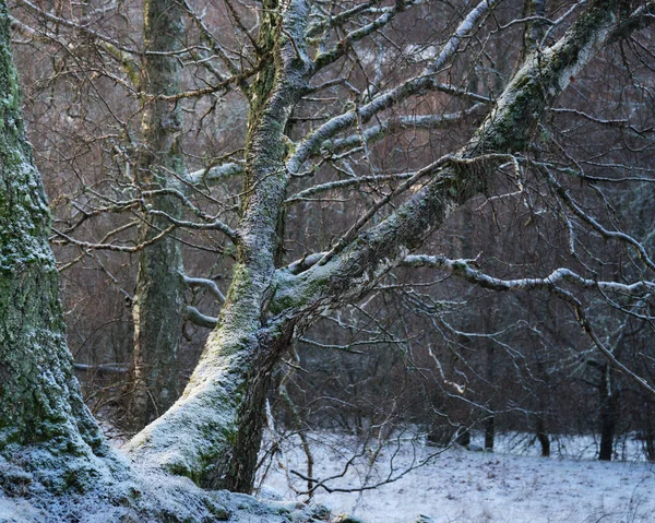 Baum Mit Warmem Sonnenlicht Und Schnee Wald Hintergrund Unscharf — Stockfoto