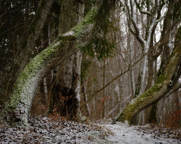 Duas Árvores Tortas Com Caminho Entre Elas Neve Chão — Fotografia de Stock