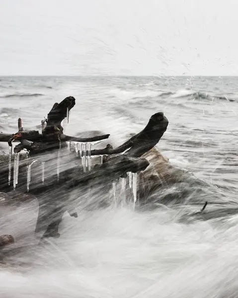 Eiszapfen Auf Einer Baumwurzel Liegen Einem Felsigen Strand Meer Die — Stockfoto