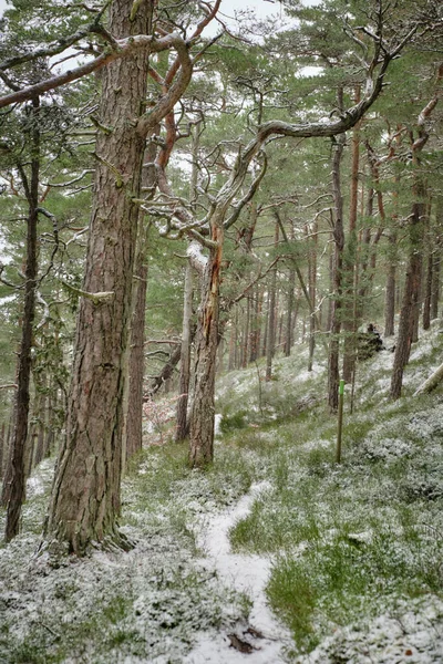 Kleiner Pfad Kiefernwald Mit Schnee Auf Dem Boden — Stockfoto