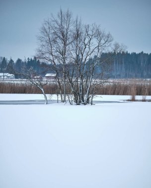 Buz ve karla kaplı gölde büyüyen ağaçlar.