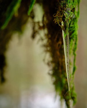 Arka planda yosun olan bir kayanın üzerindeki buz saçağı.