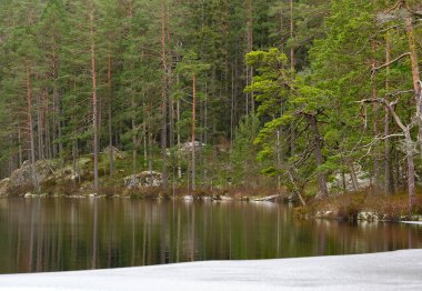 Çam ormanı ön planda buzla birlikte bir göle yansıyor.