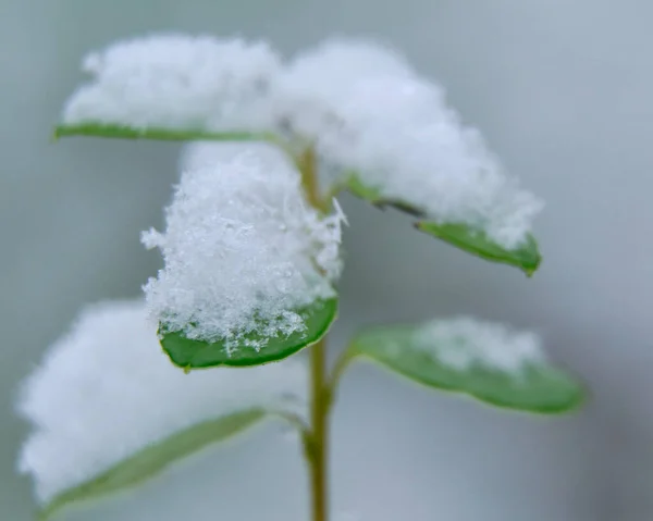 Zbliżenie Zielonej Rośliny Śniegiem Liściach Nieostre Tło — Zdjęcie stockowe