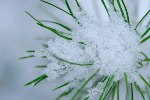 Zbliżenie Zielonej Rośliny Śniegiem Liściach Nieostre Tło — Zdjęcie stockowe
