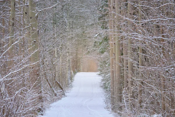 Estrada Inverno Com Neve Floresta Longo Dos Lados — Fotografia de Stock