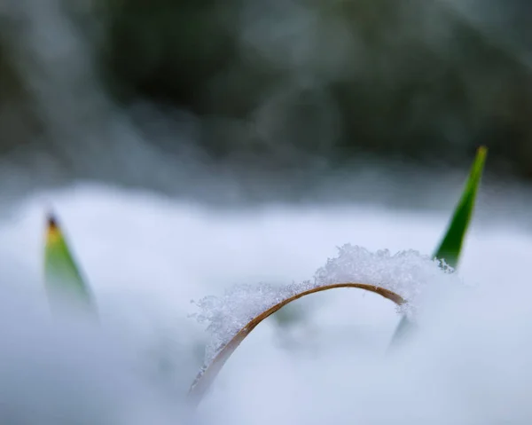 Zbliżenie Zielonej Brązowej Rośliny Śniegiem Liściach Tle Nieostre — Zdjęcie stockowe