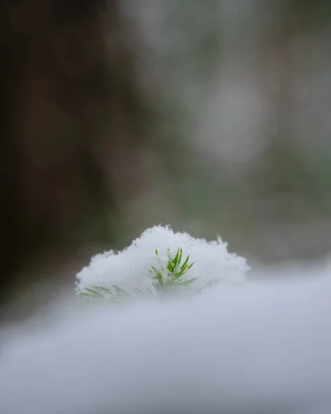 Zielona Roślinka Wystająca Śniegu Śniegiem Wierzchu — Zdjęcie stockowe