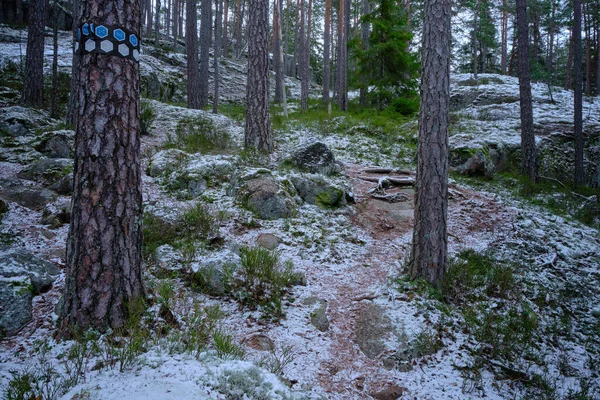 Útvonal Erdőben Ami Dombra Vezet Hóeséssel Földön — Stock Fotó