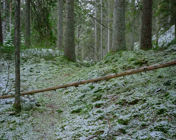 Лісова Стежка Через Моховинний Ліс Снігом Землі Деревом Лежить — стокове фото