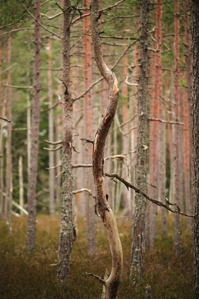 Krummer Baum Mit Kiefern Hintergrund — Stockfoto